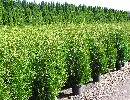 Thuja occidentalis 'Brabant'